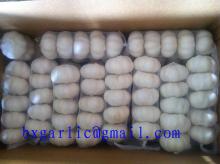 fresh garlic new crop 2015