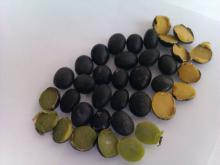 Organic black soybean with yellow or green inside