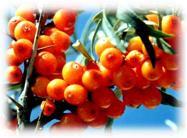 seabuckthor seed oil