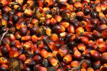 Fresh  Palm   Kernel 