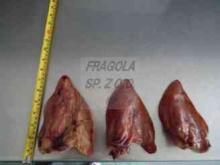 Dried pork ear for dog