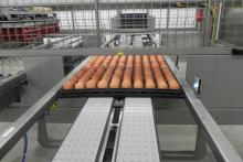 Quality Raw  farm   eggs 