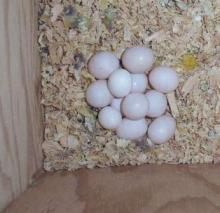 Fertile Solomon Island Eclectus Eggs for sale