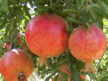 Fresh Pomegranate (Grade A, Juicy)