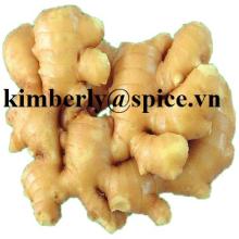Fresh Ginger
