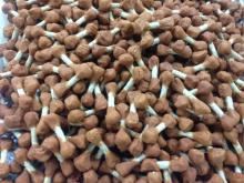 dog food--chicken dumbell