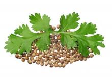 Coriander Seed Oil Organic