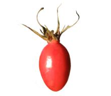 Rosehip
