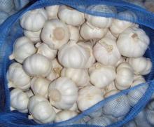 pure white fresh garlic
