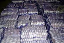 fresh garlic