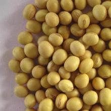 Soybean?Extract?