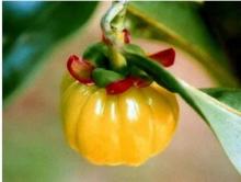 Garcinia Cambogia Extract