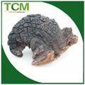 Chaga Mushroom Extract Powder