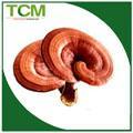 Red reishi mushroom extract 10:1 TLC