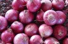 red  onion  2013  fresh 