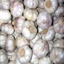 Fresh Garlic