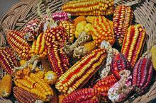 Peruvian Colored Corn