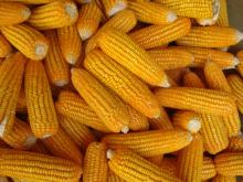 Dried Yellow Corn