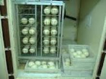 FRESH LAID AND FERTILE  PARROT  EGS FOR SALE