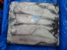 FROZEN LOLIGO SQUID SINGLE DAY CATCH ( INDIAN ORIGIN )