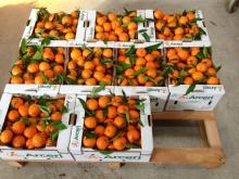  clementine  mandarine