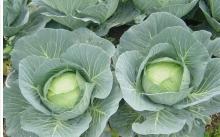 Fresh Cabbage