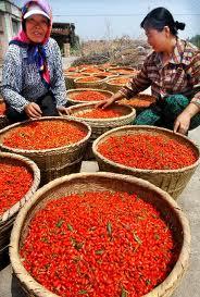2013 hot sale goji berry