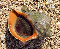sea snails/ top   shell /rapana thomasiana