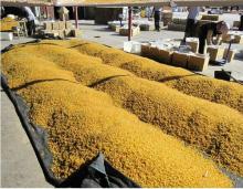 seedless Golden raisin