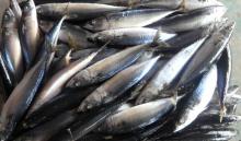 frozen pacific mackerel fish W/R 300-400g
