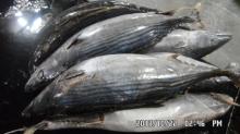 seafood fish frozen sarda 1000g+