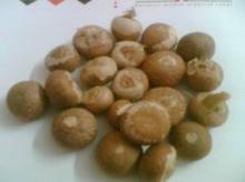 Betel Nut