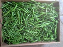 fresh green chillies