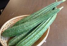 rigid gourd