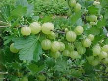 fresh amla