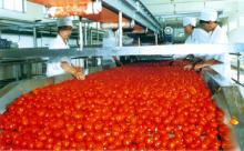 Canned  Tomato   Paste ,  Bulk   Tomato   Paste 