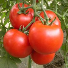 cold break tomato paste