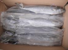 Scomberomorus niphonius - Japanese Spanish mackerel - Whole Round