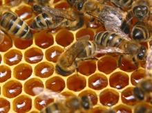 Natural  forest   honey 