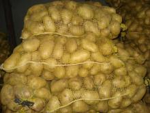 Holland Long shape  potato 