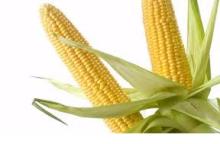 Yellow maize