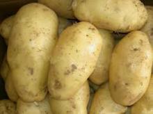 Fresh potatos