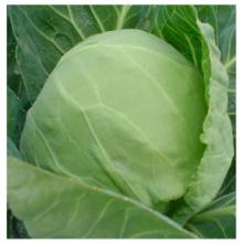 Fresh Quality cabbage