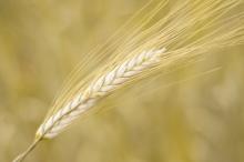 Soft  Milling   Wheat ,  Grade  II and III, Ukraine