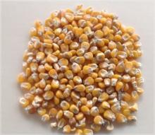 Animal  Feed   Yellow   Corn , Ukraine