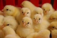 Day Old Broiler Layer Chicks and Fertile Hatching Eggs For Sale