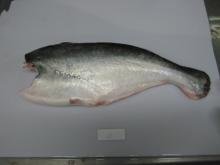 Pangasius HGT