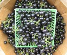 Great Quality Huckleberry and Huckleberry Seeds now availble