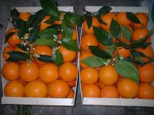 GRADE A VALENCIA AND NAVEL ORANGE.