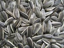 SUNFLOWER SEED